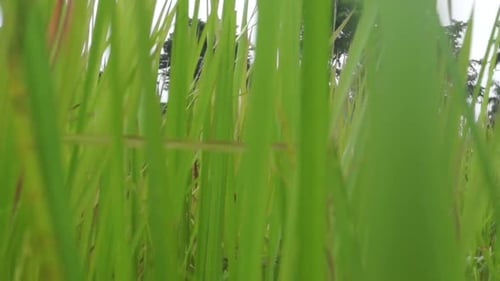 vue rapprochée, parmi les mauvaises herbes vertes