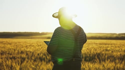 Farmer Working with Tablet in Green Wheat Field on Sun Rays at Sunset