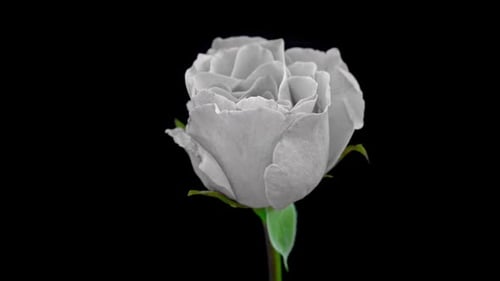 Rose Zeitraffer