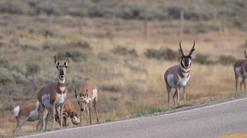 Pronghorn antelope grazing on the side of the road in Wyoming