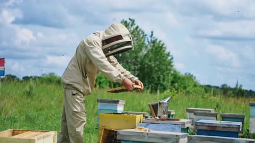 Apiculturist on bee farm.. Beekeeper in protective suit takes out honeycomb with bees in apiary