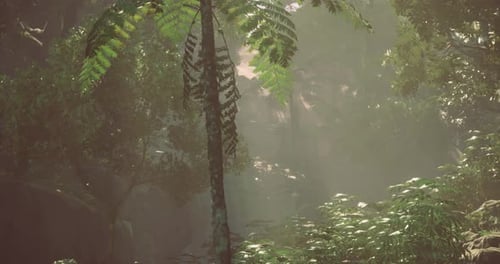 Lush Misty Forest Background with Sunlight Ray Loop