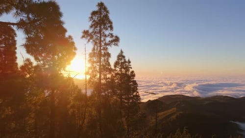 Aerial view of pine trees at sunset, with a sea of clouds in the background and the sun setting. On