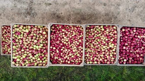 Aerial View of Apple Crates Along Grassy Path