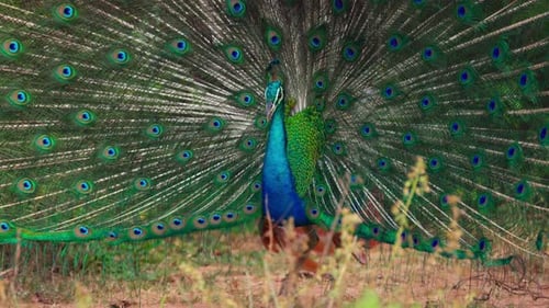 Peacock Displaying Colorful Plumage in Natural Habitat