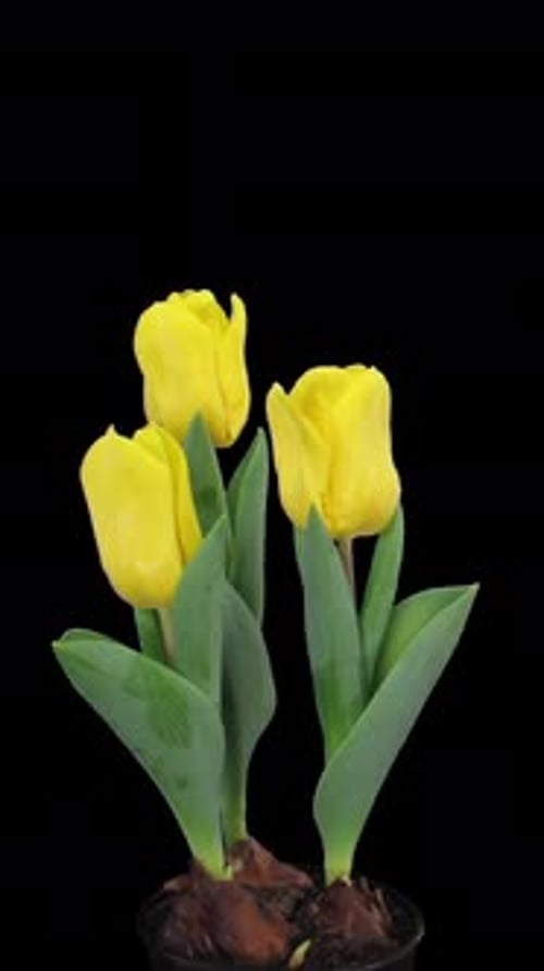 Time lapse of growing yellow tulips with ALPHA channel, vertical orientation
