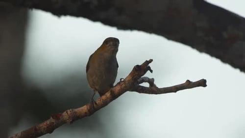 In Peru's Amazon, a male White-lored Euphonia holds watch from a branch amid the dense green foliage