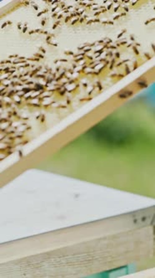 Beekeeper works with bees and beehives in the apiary. Beekeeping concept Vertical video