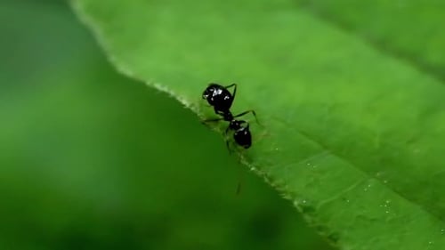 Pequeña hormiga negra que explora una hoja verde vibrante con los detalles de la naturaleza
