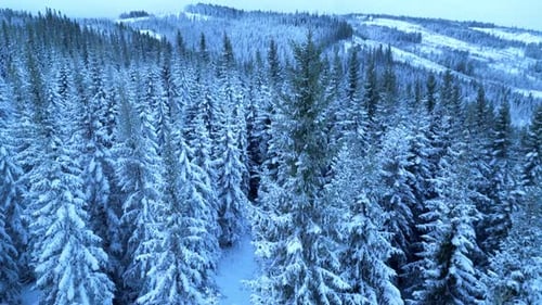 Aerial View of Snowy Pine Trees in Winter