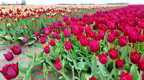 Close view of colorful tulip fields in Netherlands, forward motion