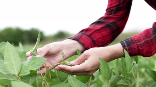 Soybean field. Farmer's hand on a plantation of soybeans, green beans. Growing soybeans. Agriculture