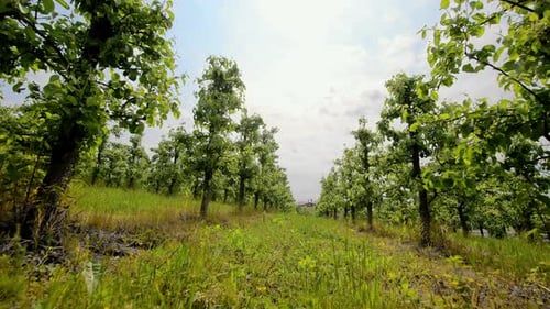 A Young Apple Orchard on a Sunny Spring Day