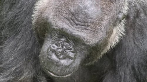 Close up slow motion of adult male gorilla looking for green food to eat