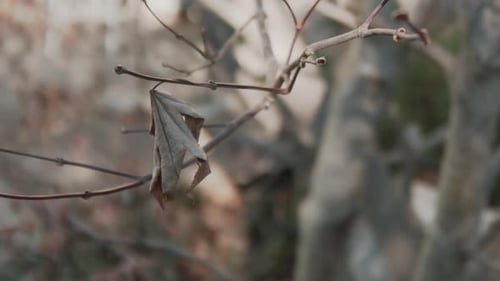 Time-lapse of Dead Leaf Twitching in the Wind