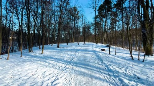 Walking path in the winter park. Snow and trees.
