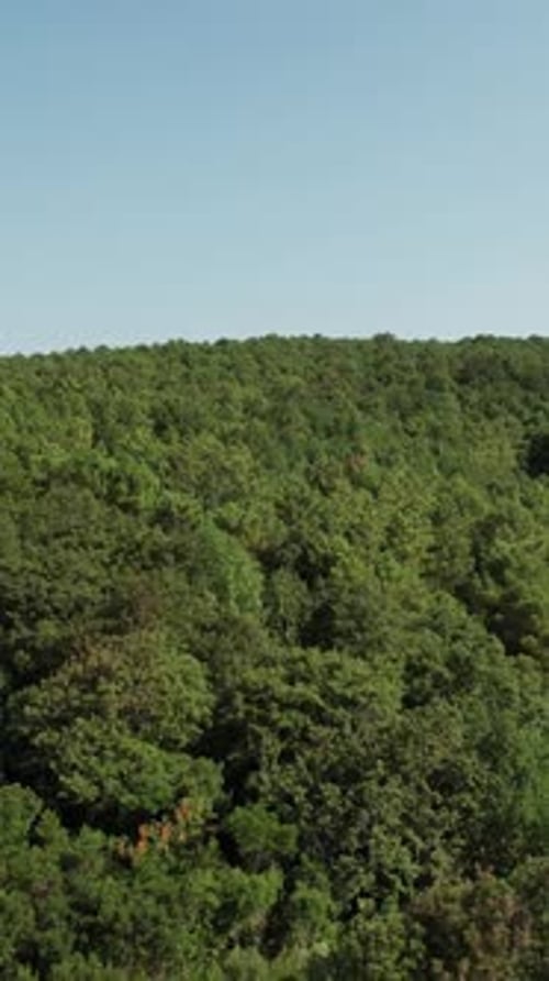 Green Forest Aerial View