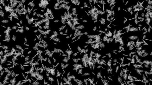 Gentle White Feathers Falling Animated Overlay