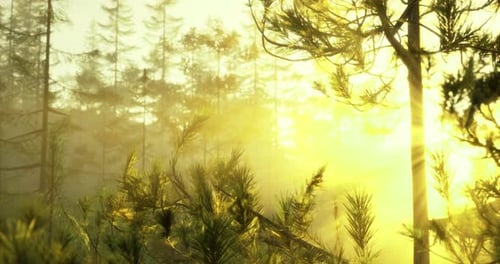 Sunlight Streaming Through Trees in a Tranquil Forest at Dawn