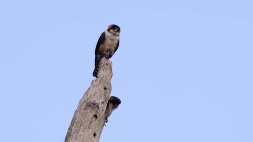 Two Birds of Prey Sitting on a Tree