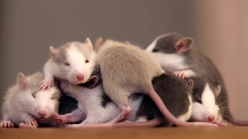 Pile of Adorable Baby Rats Sleeping and Cuddling