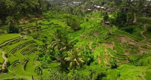 Verdant rice terraces of touristic Tegallalang, Ubud Bali. Aerial view