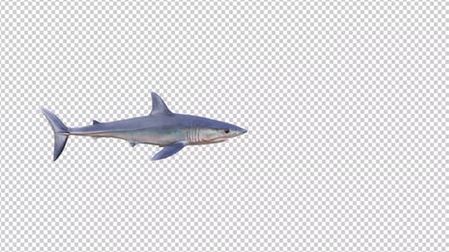 Realistic Animated Great White Shark Swimming Cycle