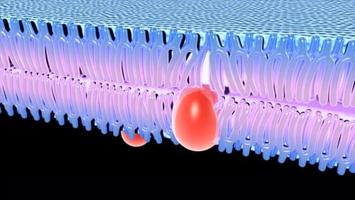 Scientific animation of red particles crossing cellular membrane