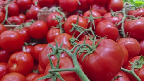 Haufen bunter Bio-Truss-Tomaten