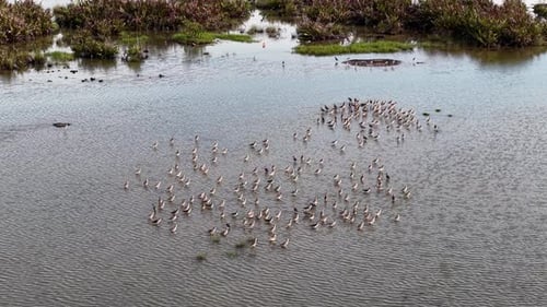Aerial view of sandpipers flock in coastal marsh