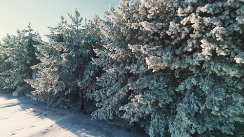 Winter Wonderland with Frosted Trees in a Serene Landscape