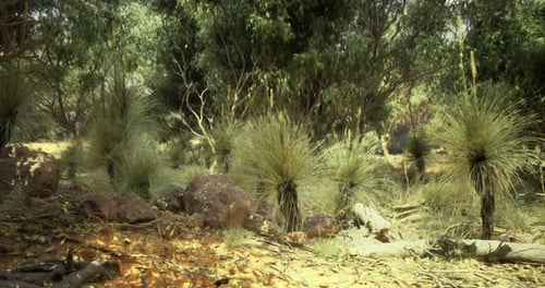 Vibrant Landscape of Native Grasses and Rocky Terrain in Australian Bush