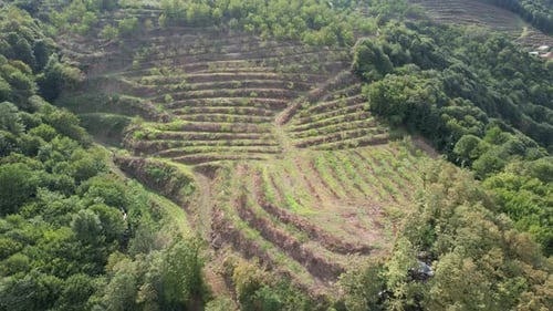 Aerial Terrace in Forest