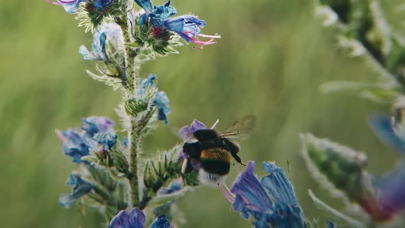 Dynamic Capture of Bees on, Nature Stock Footage ft. bee & nectar - Envato