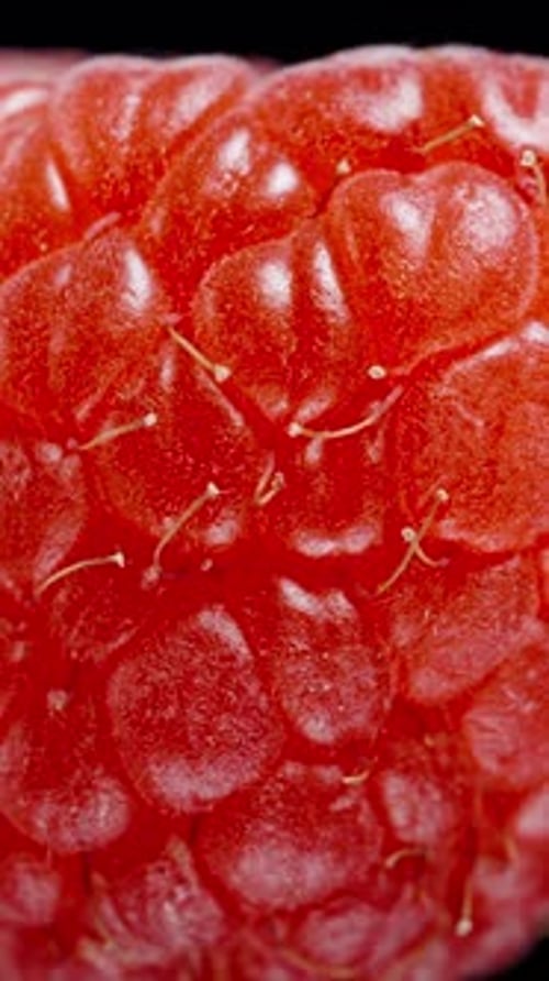 Vertical video. The macro red raspberry with tiny hairs rotates slowly.