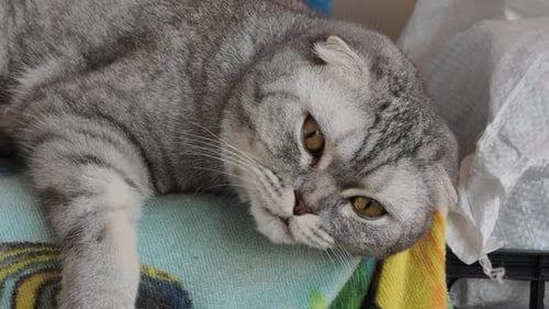 Nahaufnahme einer schläfrigen grauen Scottish Fold-Katze, die auf einer Decke ruht