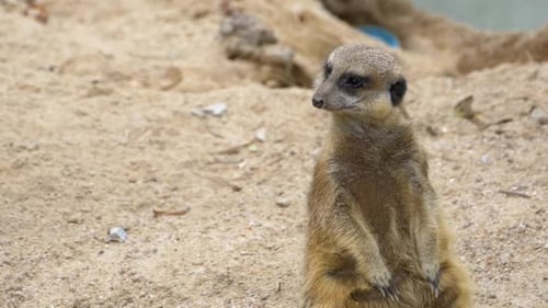 Erdmännchen steht auf zwei Beinen und hält Ausschau nach Gefahren Thailand Zeitlupe