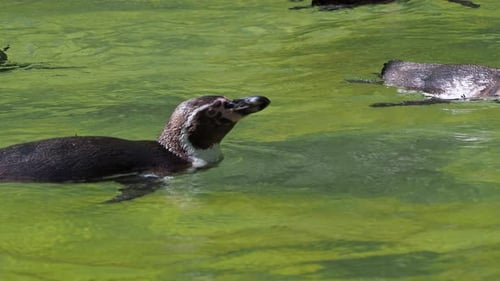 Penguins Swimming Gracefully in Green Water