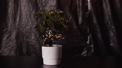 Potted Plant with Save the Planet Sign