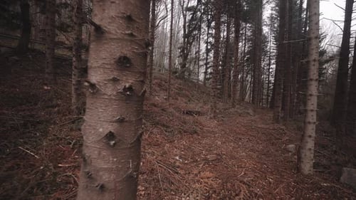Devastated deforested state of Montseny woods Spain