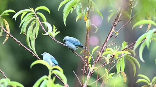 Two Blue Birds Perched on a Branch