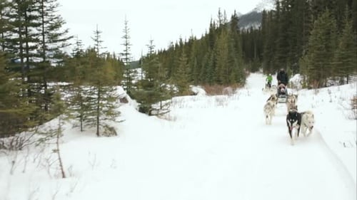 Mushers driving dogsleds through snowy woods in winter recreational adventure