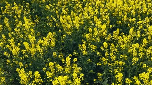 Blooming Rapeseed Field on a Sunny Day Flying Above Stunning Yellow Rape Fields in Spring Vegetable