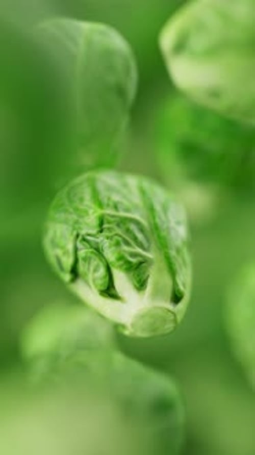 Looping animation of a group of brussels sprouts. Defocus. Close-up.
