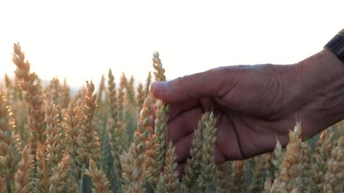 A close-up shot of a grandfather's hand touching grains of wheat in a field at a beautiful sunset.
