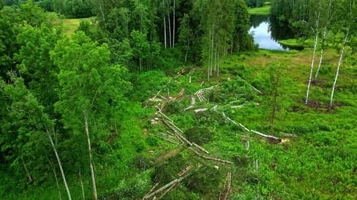 Aerial drone slow above green deforested area with woods cut, pine trees forest
