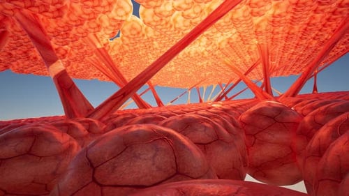 Microscopic View of Human Tissue Cells Animation