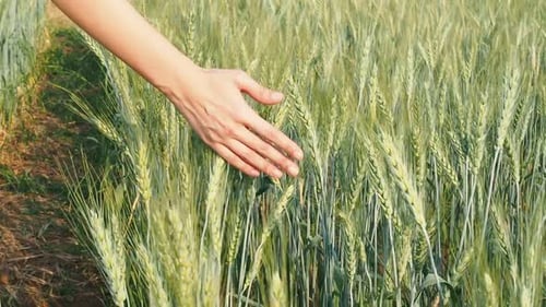 Woman walking through barley field and touching wheat in a sunset light.