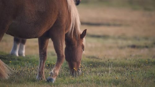 Horse Grazing Close Up in Golden Hour Sunlight on Rural Pasture