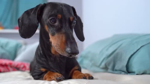 Dachshund relaxing on bed